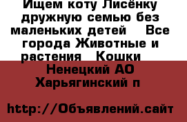 Ищем коту Лисёнку дружную семью без маленьких детей  - Все города Животные и растения » Кошки   . Ненецкий АО,Харьягинский п.